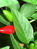 Capsicum annuum, Spanischer Pfeffer, Färbepflanze Capsicum annuum, Spanischer Pfeffer, Färbepflanze, Färberpflanze, Pflanzenfarben, färben, Klostergarten Seligenstadt
